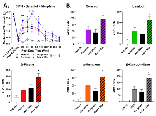 Terpeny posilují účinek morfia při úlevě od bolesti u periferní neuropatie 